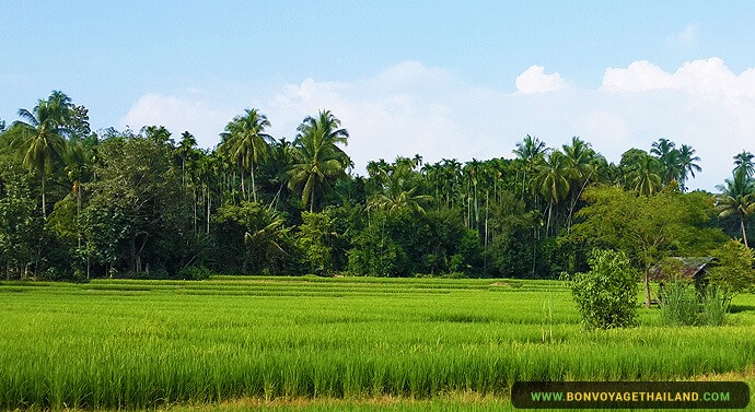 Best Time to Visit Thailand