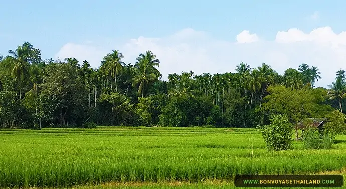 Best Time to Visit Thailand