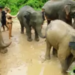 elephant mud spa