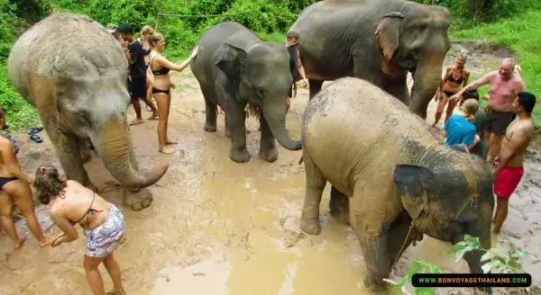 elephant mud spa