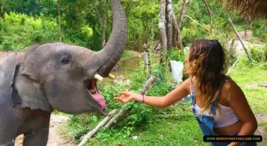 woman feeding elephant