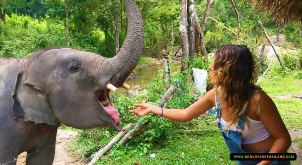 woman feeding elephant