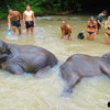 bathing and swimming with elephants