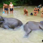 bathing elephants