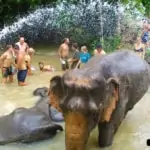 bathing and swimming with elephants