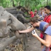photo ops with elephants