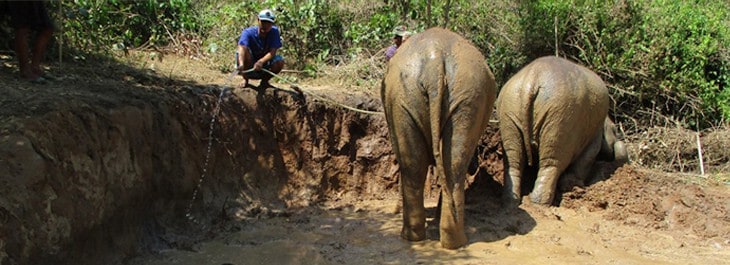 elephant mud spa