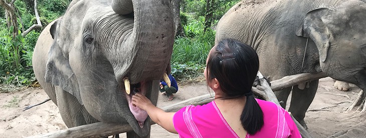 Chiang Mai Elephant Sanctuary & Trekking Tour