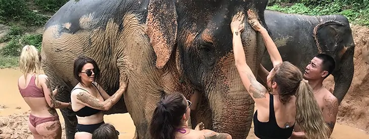 Chiang Mai Elephant and Trekking Mud Spa