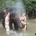 Elephant splashing water