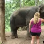 Feeding Elephant