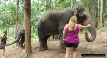 Feeding Elephant