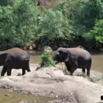 Elephant near the river