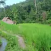 trekking through rice paddy on doi inthanon national park
