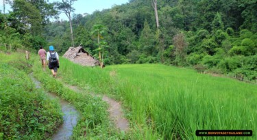 trekking through rice paddy on doi inthanon national park