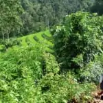 trekking through beautiful rice terraces on doi inthanon national park