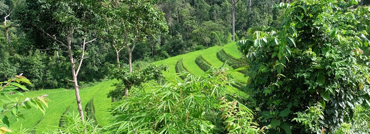 trekking through beautiful rice terraces on doi inthanon national park