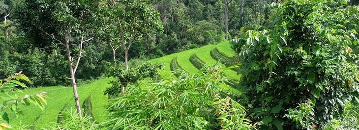 trekking through beautiful rice terraces on doi inthanon national park