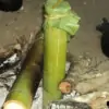 cooking rice in bamboo
