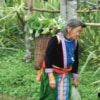 elder hmong woman carrying fresh produces on back