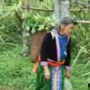 elder hmong woman carrying fresh produces on back