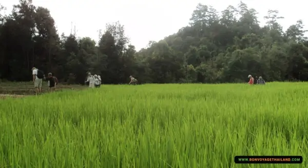 trekking through lush rice field