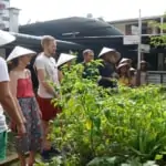 group of people learning about thai herbs and vegetables in kitchen garden