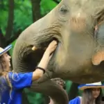 young lady feeding an elephant