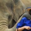 young lady playing with an elephant close up