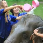 giving elephant a bath in river