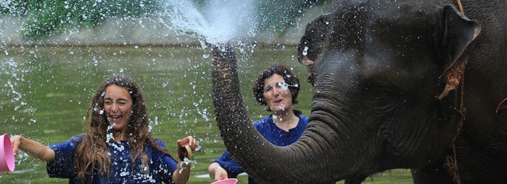 elephant splashing water in river