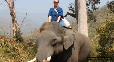 bareback elephant riding through forest