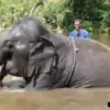 man enjoying giving elephant a bath
