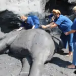 women enjoying giving elephant mud spa