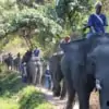 bareback elephant riding through forest