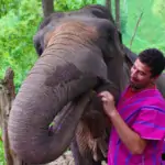 bonding with elephant in special mahout uniform