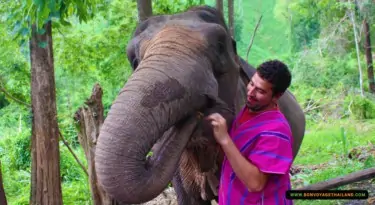 bonding with elephant in special mahout uniform