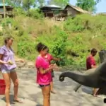 feeding elephants bananas by hand