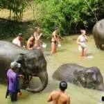 bathing and swimming with elephants