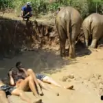 elephant mud spa