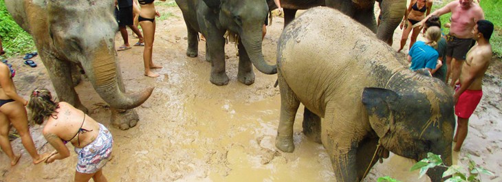 elephant mud spa