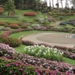 variety of flowers and plants at doi tung park