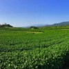 chiang rai tea plantation