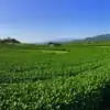 chiang rai tea plantation