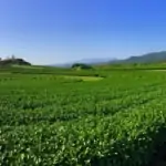 chiang rai tea plantation