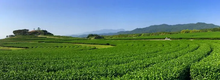 chiang rai tea plantation