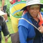 workers picking tea leaves