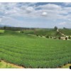 choui fong tea plantation in chiang rai