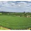 choui fong tea plantation in chiang rai