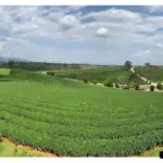 choui fong tea plantation in chiang rai